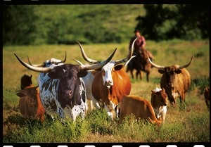 Longhorn_Aritourismus_Amerika