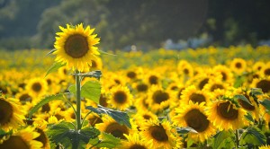 Texas_Agritourismus_Iwanowski