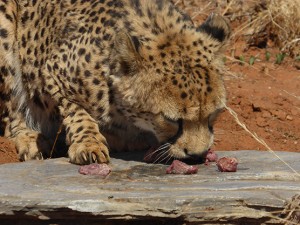 Kiripotib_Gaestefarm_Namibia_Reisen