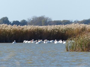 Wildlife Refuge Kansas USA