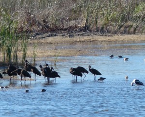 Watt- und Wasservögel Quivera National Wildlife Refuge