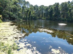 Horton Pond Jekyll Island. iwanowski.blog