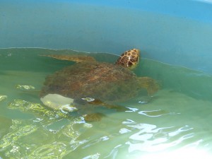 Jekyll Island Georgia Sea Turtle Center. iwanowski.blog 