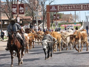 ChisholmTrail_FortWorthCattleDr. iwanowski.blog