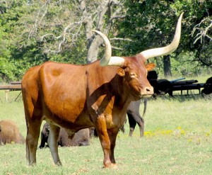 ChisholmTrail_Longhorn