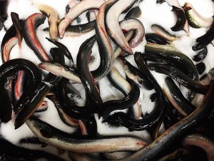 Harry & Ida’s Aalbecken. iwanowski.blog